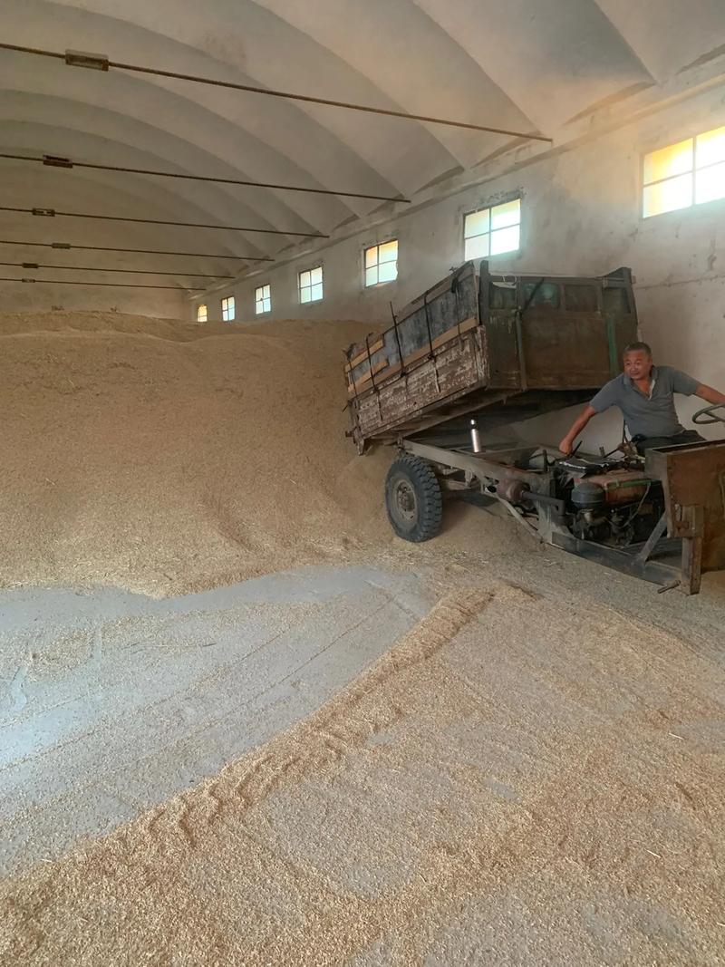 車店糧站大量收購今年新稻谷，助力農民豐收變現