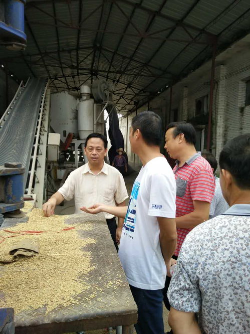 商務和糧食局開展夏糧收購工作，保障糧食安全與市場穩定