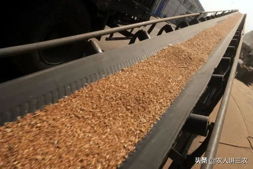 全國小麥價格午報 5月6日初級農產品收購行情分析