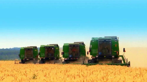 烏蘇市2020年夏糧收購工作全面展開 保障農民利益，實現(xiàn)明白糧、舒心糧、滿意糧