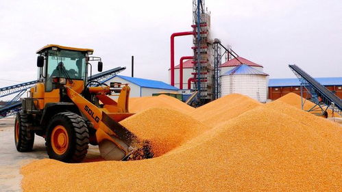 南北玉米市場(chǎng)分化 山東一天兩漲，東北跌跌不休，初級(jí)農(nóng)產(chǎn)品收購(gòu)信號(hào)解讀