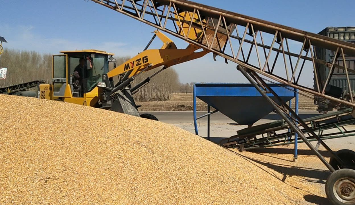 豐收時(shí)節(jié)賣(mài)糧忙 探訪基層收購(gòu)站的上等玉米交易