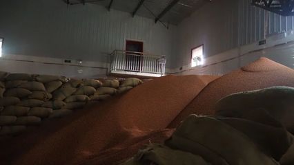 顆粒歸倉，酒香源頭——匯川區酒用高粱迎來收購高峰