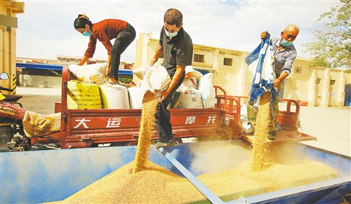 夏糧收購呈現優糧優價好行情 初級農產品市場迎來新機遇