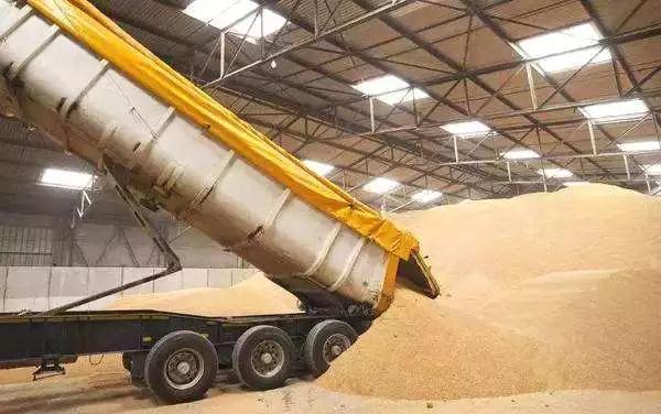 夏糧收購全面啟動 國家糧食和物資儲備局發布通知，保障糧食安全與農民增收