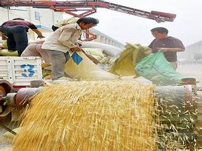 嚴查違規購銷行為 筑牢國家糧食安全根基——國家糧食局啟動初級農產品收購專項檢查
