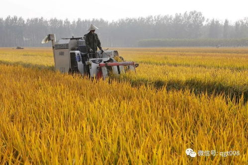 被金錢撕裂的田園 如何重構中國農業與糧食收購體系