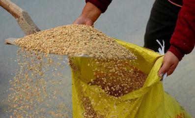 2019年糧食收購新政解讀 農(nóng)民朋友不可不知的初級農(nóng)產(chǎn)品收購要點(diǎn)